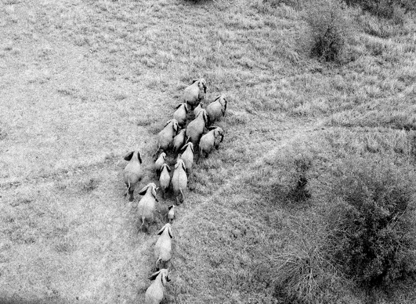 elephants in Tanzania Africa
