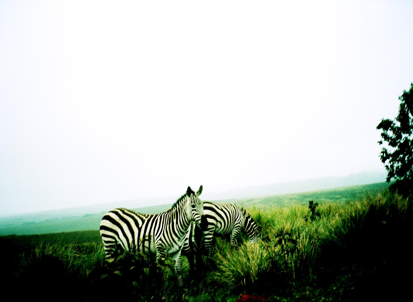 zebras in Tanzania Africa